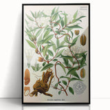 Botanical Art Prints – Vintage Botanical Illustration Art