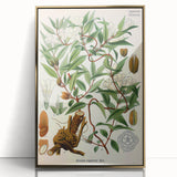 Botanical Art Prints – Vintage Botanical Illustration Art