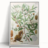 Botanical Art Prints – Vintage Botanical Illustration Art