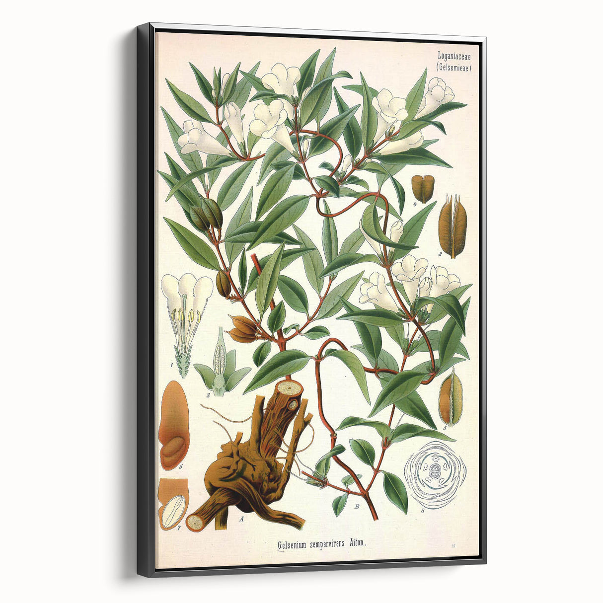 Botanical Art Prints – Vintage Botanical Illustration Art