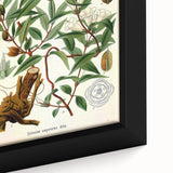 Botanical Art Prints – Vintage Botanical Illustration Art