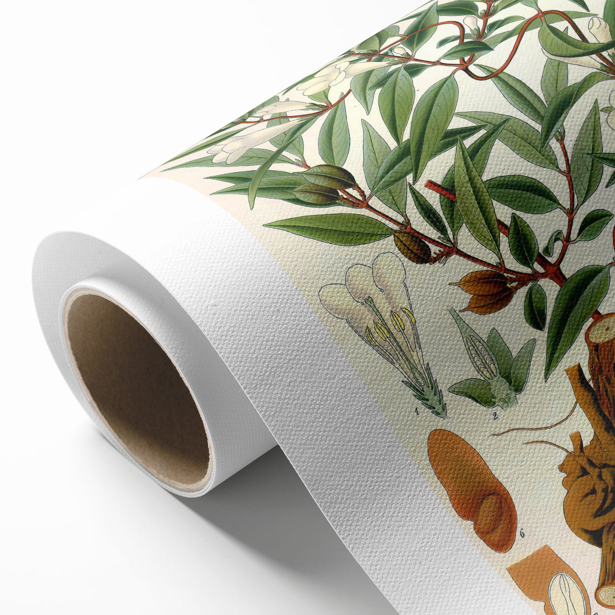 Botanical Art Prints – Vintage Botanical Illustration Art
