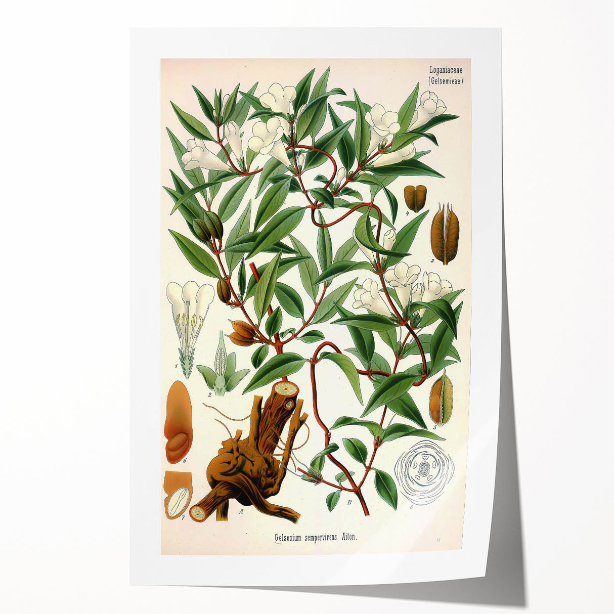 Botanical Art Prints – Vintage Botanical Illustration Art
