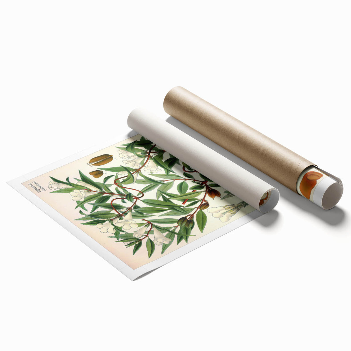 Botanical Art Prints – Vintage Botanical Illustration Art