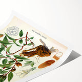 Botanical Art Prints – Vintage Botanical Illustration Art