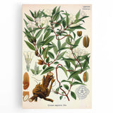 Botanical Art Prints – Vintage Botanical Illustration Art