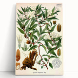 Botanical Art Prints – Vintage Botanical Illustration Art