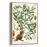 Botanical Art Prints – Vintage Botanical Illustration Art
