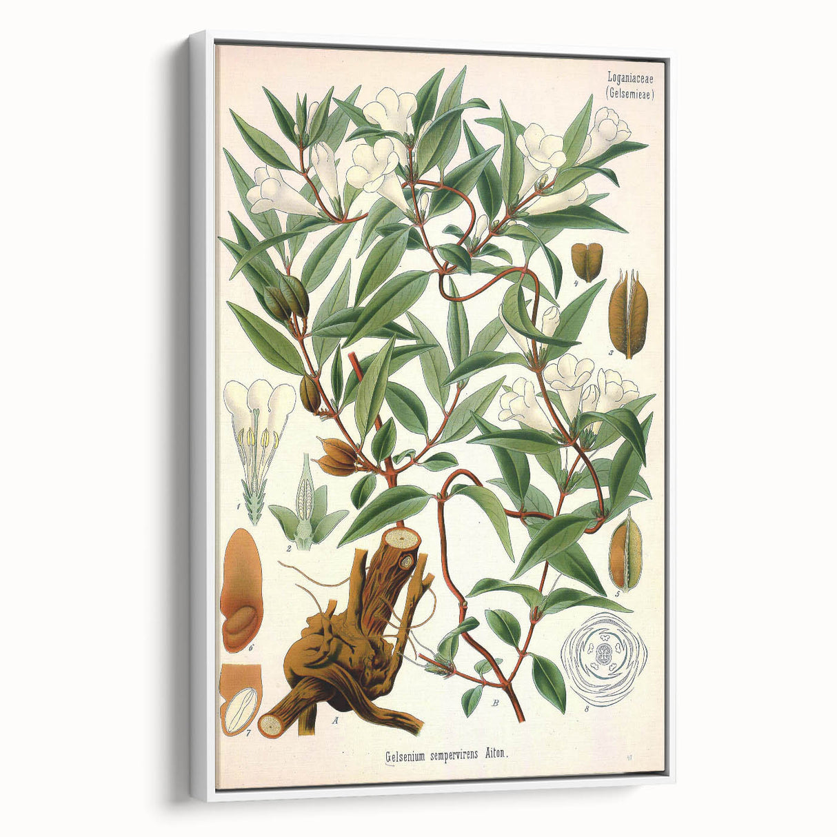 Botanical Art Prints – Vintage Botanical Illustration Art