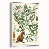 Botanical Art Prints – Vintage Botanical Illustration Art