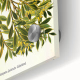 Botanical Art Prints – Vintage Botanical Illustration Art