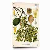 Botanical Art Prints – Vintage Botanical Illustration Art