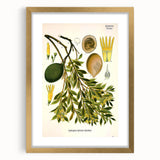 Botanical Art Prints – Vintage Botanical Illustration Art