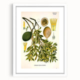 Botanical Art Prints – Vintage Botanical Illustration Art