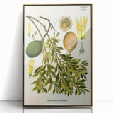 Botanical Art Prints – Vintage Botanical Illustration Art