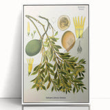 Botanical Art Prints – Vintage Botanical Illustration Art