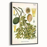 Botanical Art Prints – Vintage Botanical Illustration Art