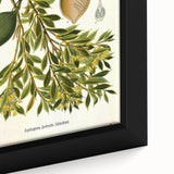 Botanical Art Prints – Vintage Botanical Illustration Art