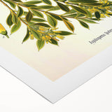 Botanical Art Prints – Vintage Botanical Illustration Art