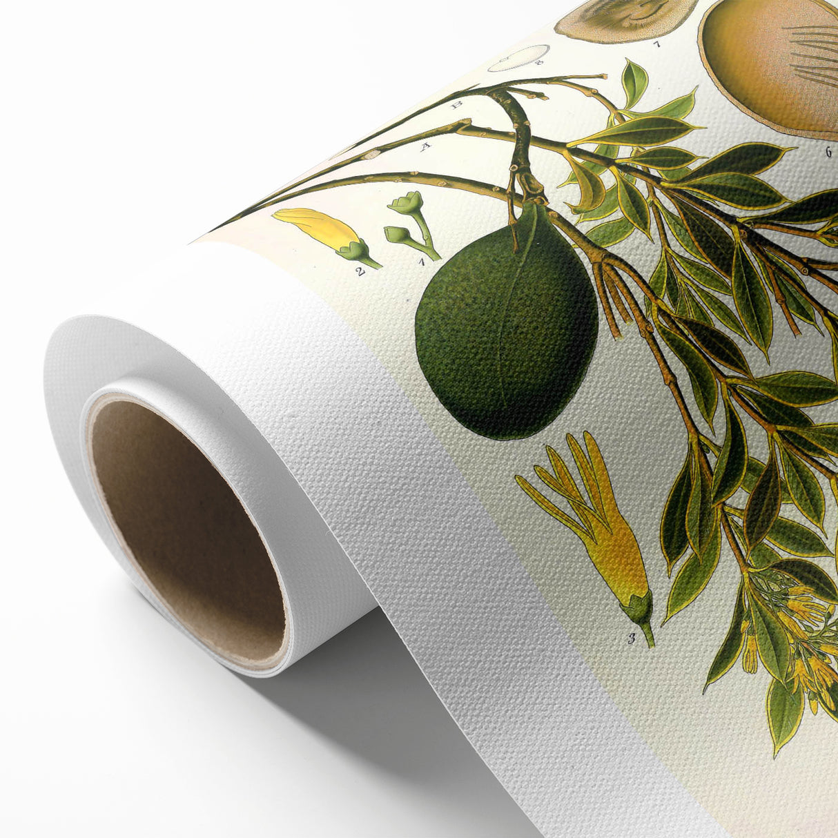 Botanical Art Prints – Vintage Botanical Illustration Art