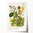 Botanical Art Prints – Vintage Botanical Illustration Art