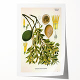 Botanical Art Prints – Vintage Botanical Illustration Art