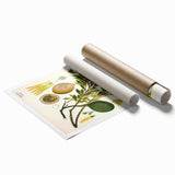 Botanical Art Prints – Vintage Botanical Illustration Art