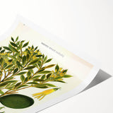 Botanical Art Prints – Vintage Botanical Illustration Art