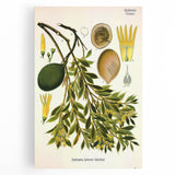 Botanical Art Prints – Vintage Botanical Illustration Art