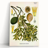 Botanical Art Prints – Vintage Botanical Illustration Art
