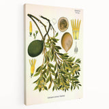 Botanical Art Prints – Vintage Botanical Illustration Art