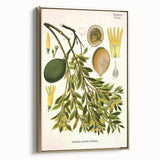 Botanical Art Prints – Vintage Botanical Illustration Art