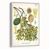 Botanical Art Prints – Vintage Botanical Illustration Art