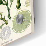 Botanical Art Prints – Vintage Botanical Illustration Art