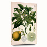 Botanical Art Prints – Vintage Botanical Illustration Art