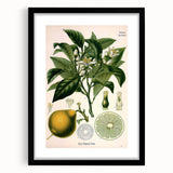 Botanical Art Prints – Vintage Botanical Illustration Art