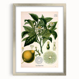Botanical Art Prints – Vintage Botanical Illustration Art