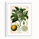Botanical Art Prints – Vintage Botanical Illustration Art