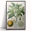 Botanical Art Prints – Vintage Botanical Illustration Art