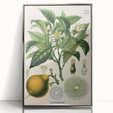 Botanical Art Prints – Vintage Botanical Illustration Art