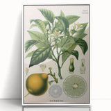 Botanical Art Prints – Vintage Botanical Illustration Art