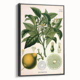 Botanical Art Prints – Vintage Botanical Illustration Art