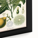 Botanical Art Prints – Vintage Botanical Illustration Art