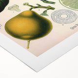 Botanical Art Prints – Vintage Botanical Illustration Art