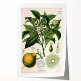 Botanical Art Prints – Vintage Botanical Illustration Art