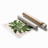 Botanical Art Prints – Vintage Botanical Illustration Art