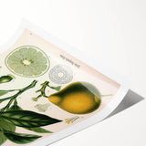 Botanical Art Prints – Vintage Botanical Illustration Art