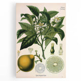 Botanical Art Prints – Vintage Botanical Illustration Art