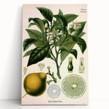 Botanical Art Prints – Vintage Botanical Illustration Art