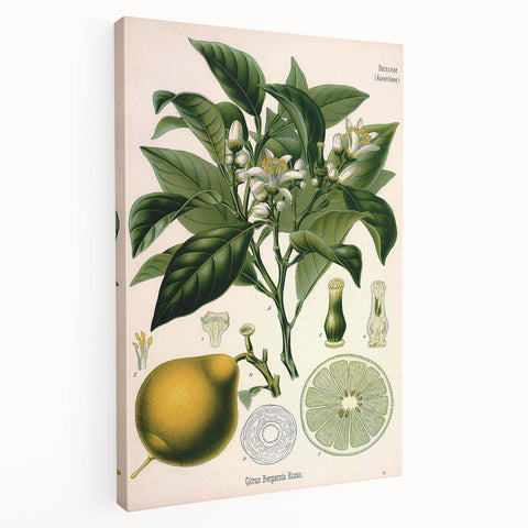 Botanical Art Prints – Vintage Botanical Illustration Art